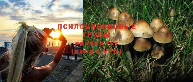 Псилоцибиновые грибы MAGIC MUSHROOMS  сайты даркнета состав  Юрьев-Польский 